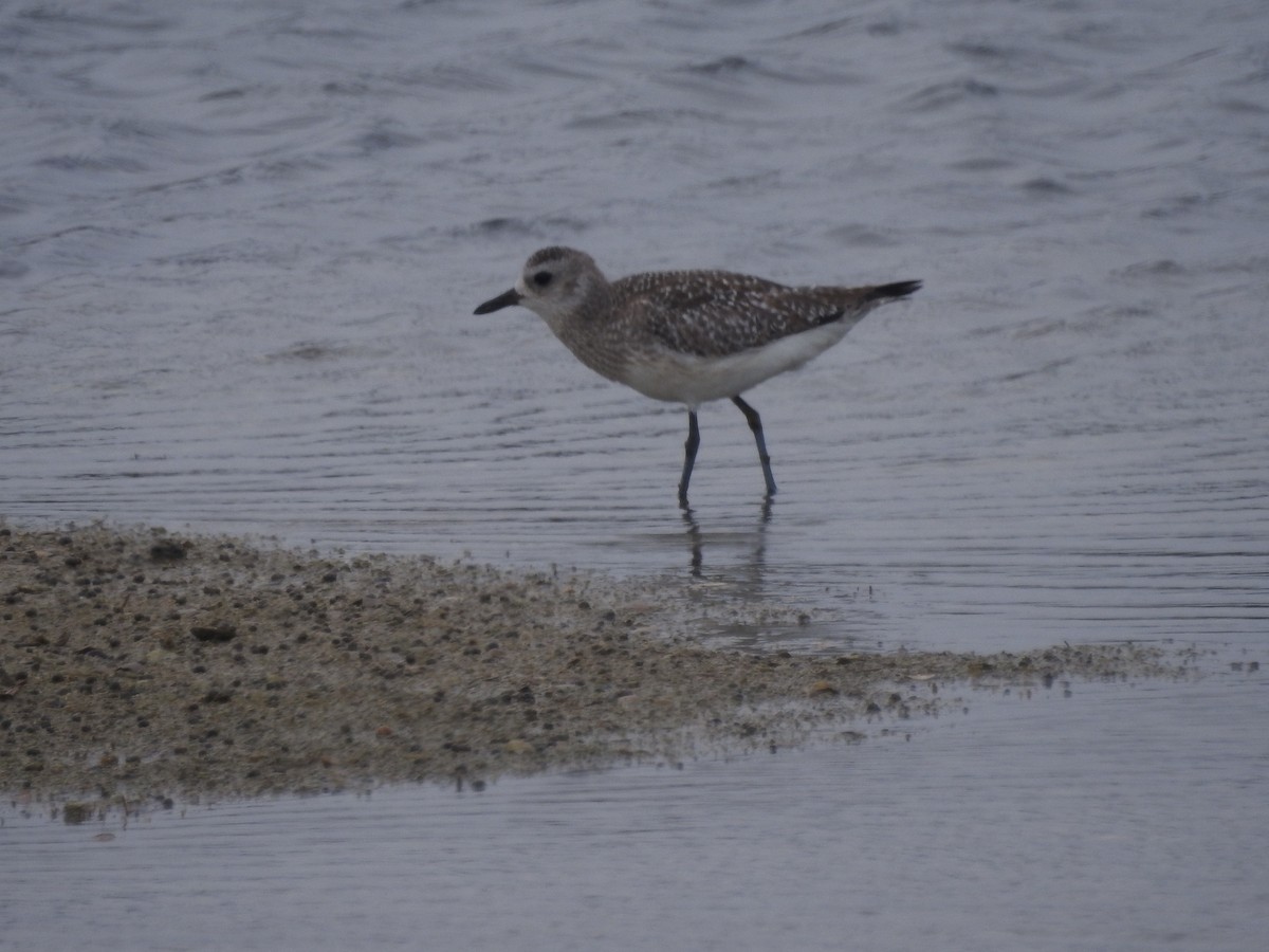 Chorlito Gris - ML647817232