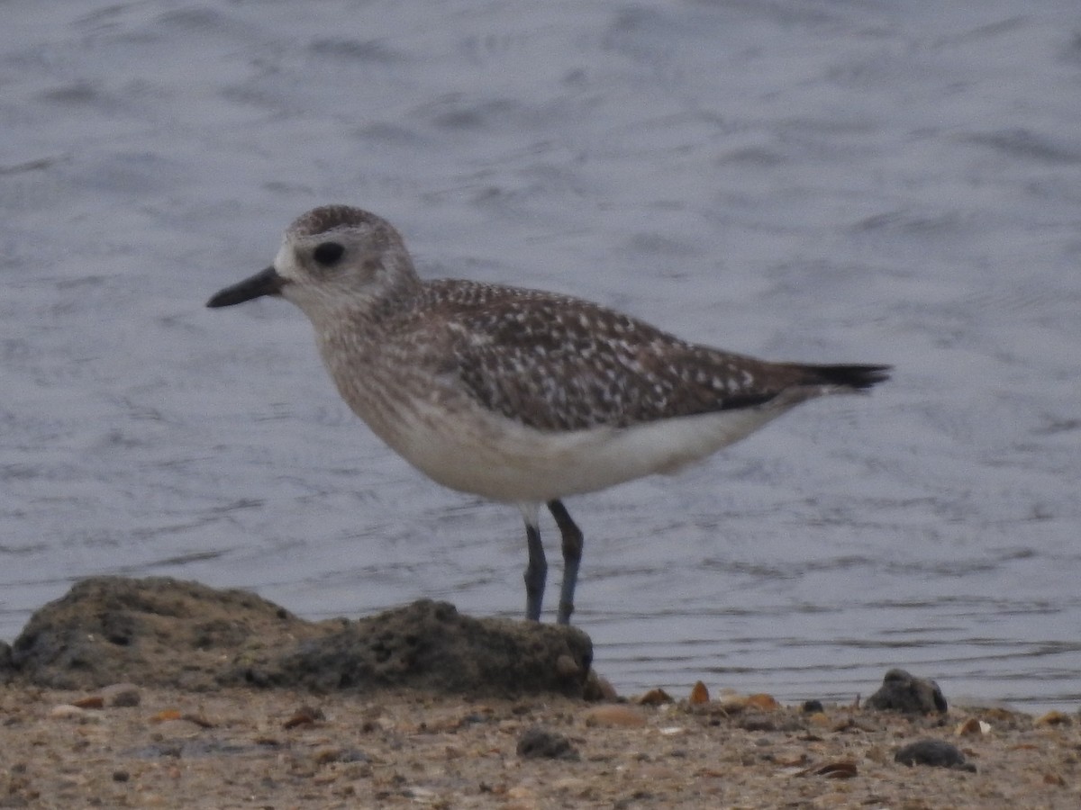 Chorlito Gris - ML647817233