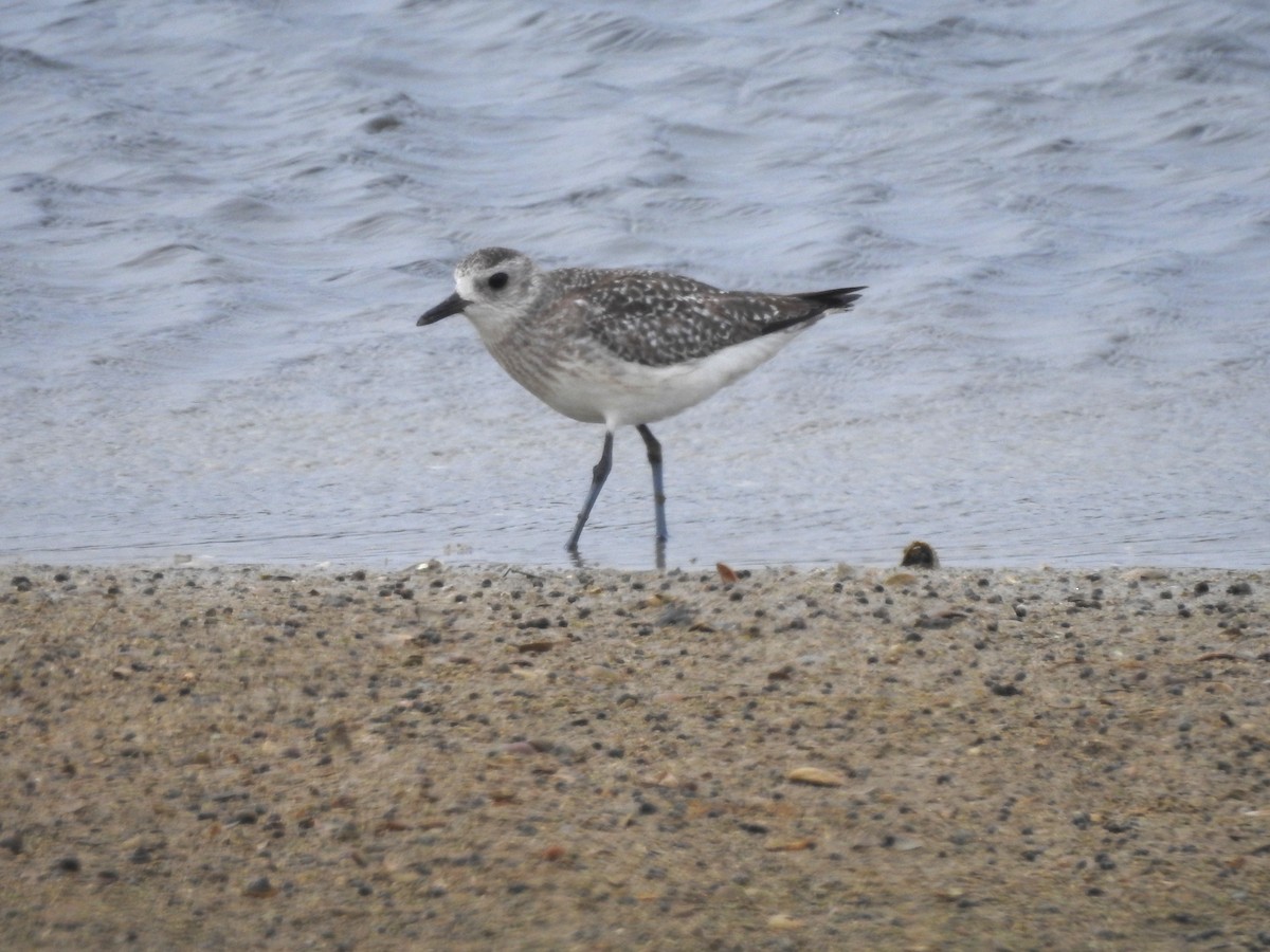 Chorlito Gris - ML647817234