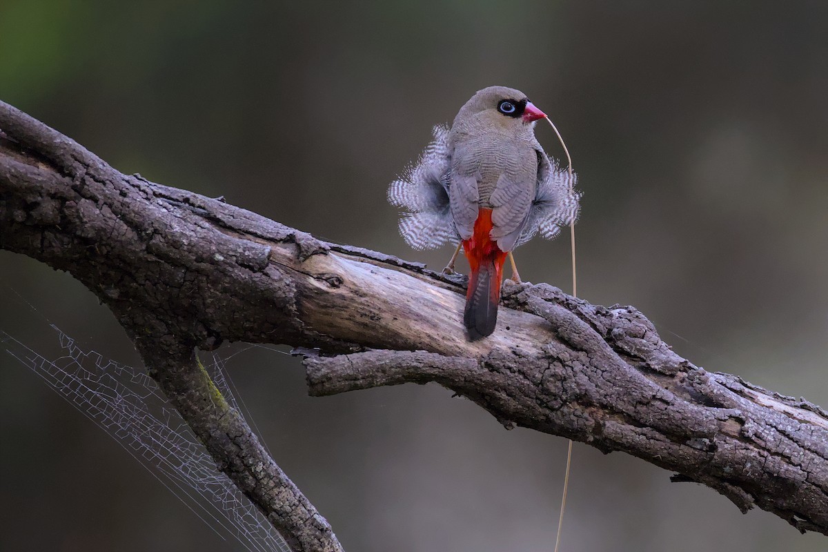 Beautiful Firetail - ML647817252