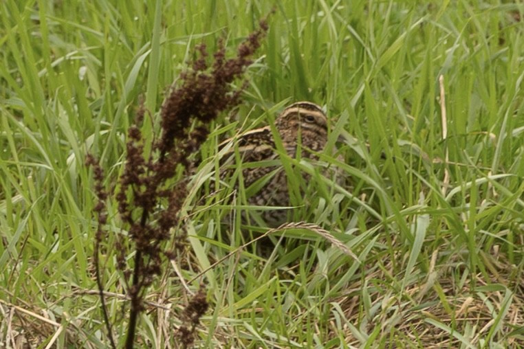 חרטומית ביצות - ML647817301