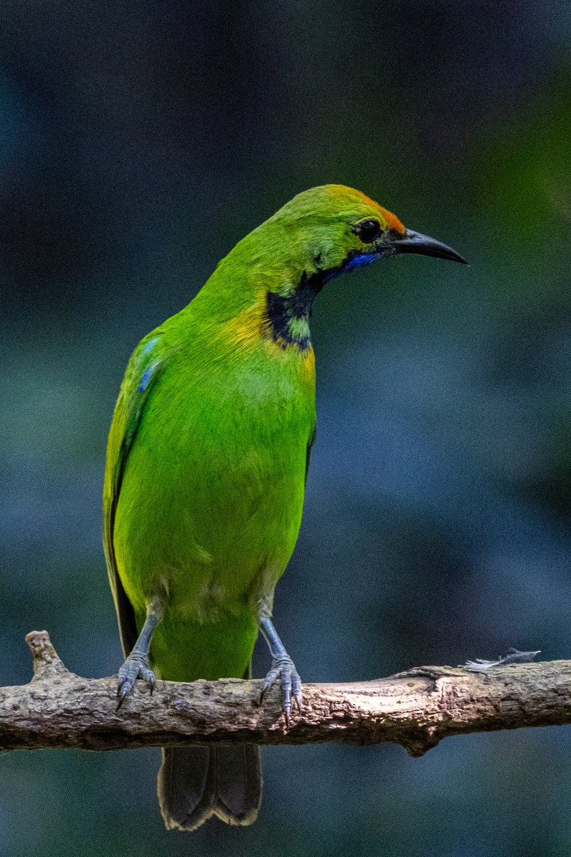 Golden-fronted Leafbird - ML647817313