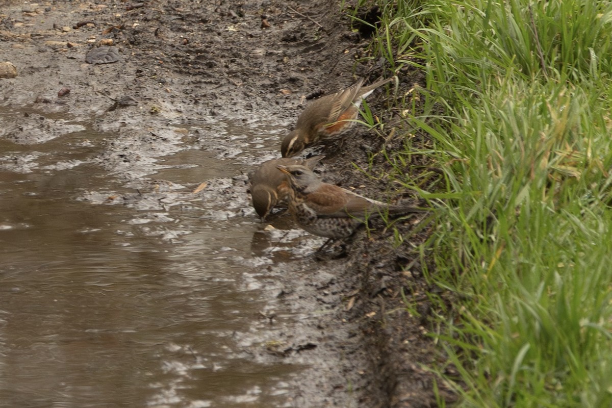 Fieldfare - ML647817317