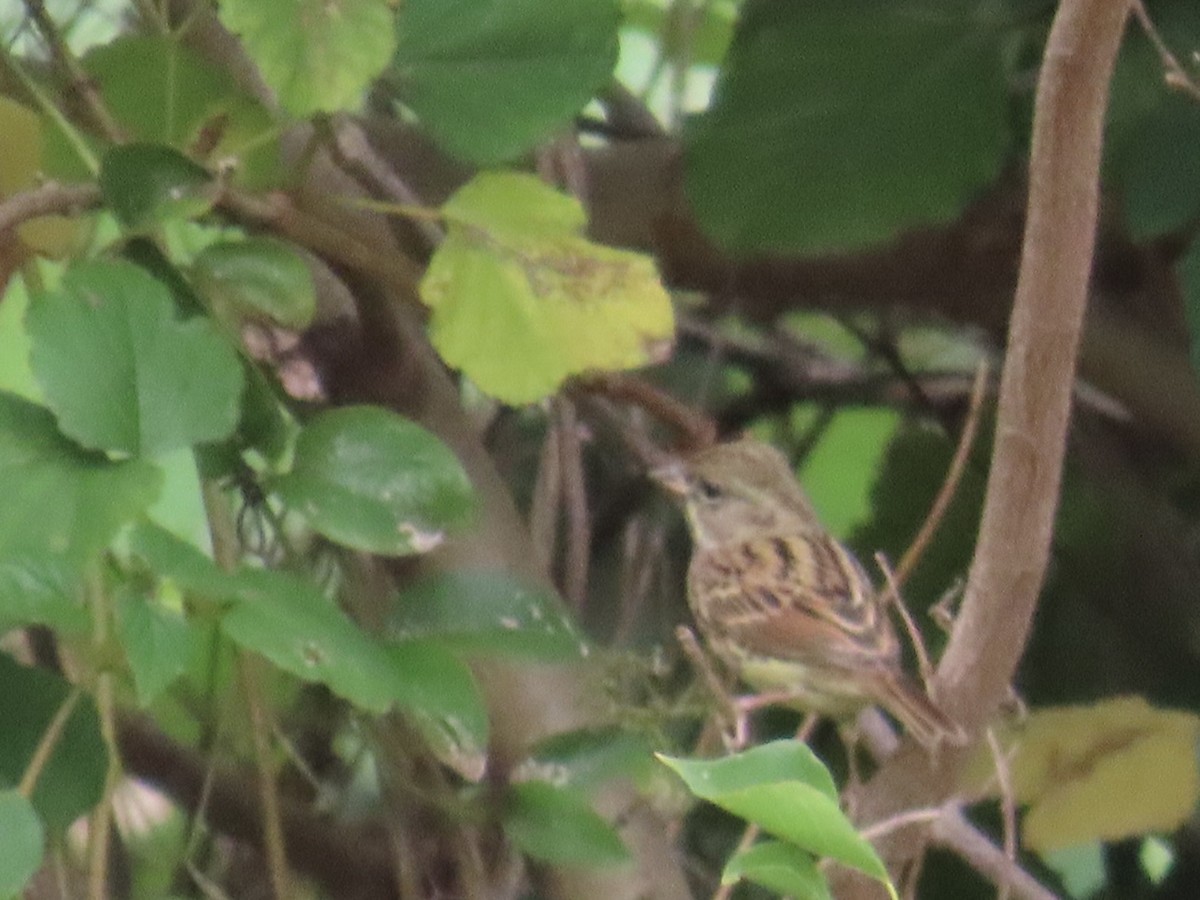 Black-faced Bunting - ML647817328