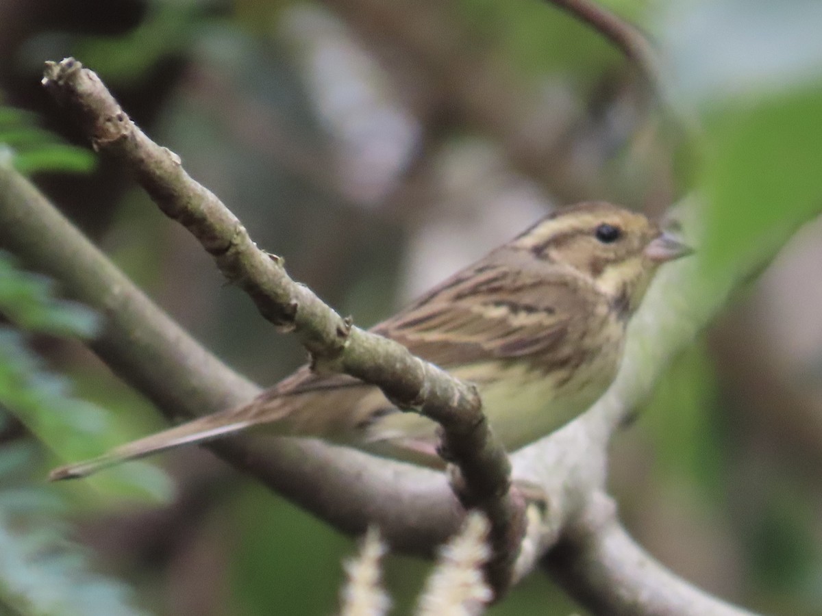 Black-faced Bunting - ML647817329