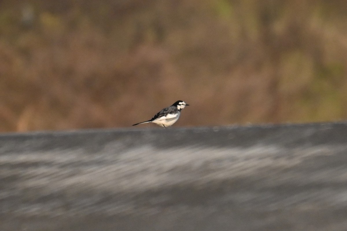 White Wagtail - ML647817330