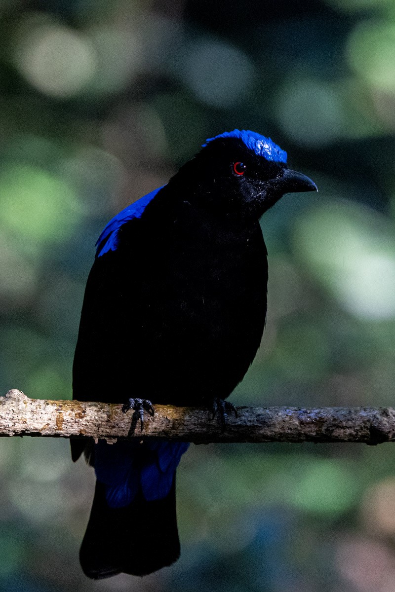 Asian Fairy-bluebird - ML647817331