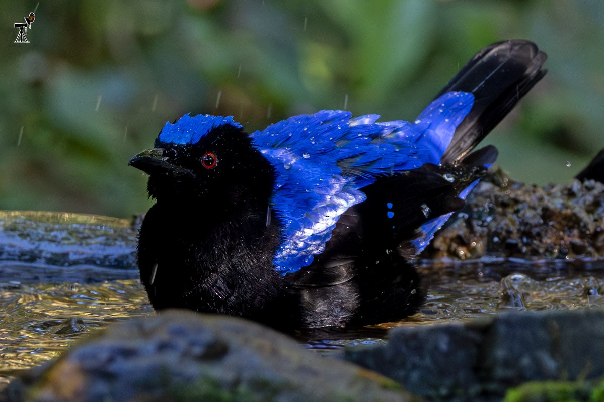 Asian Fairy-bluebird - ML647817332