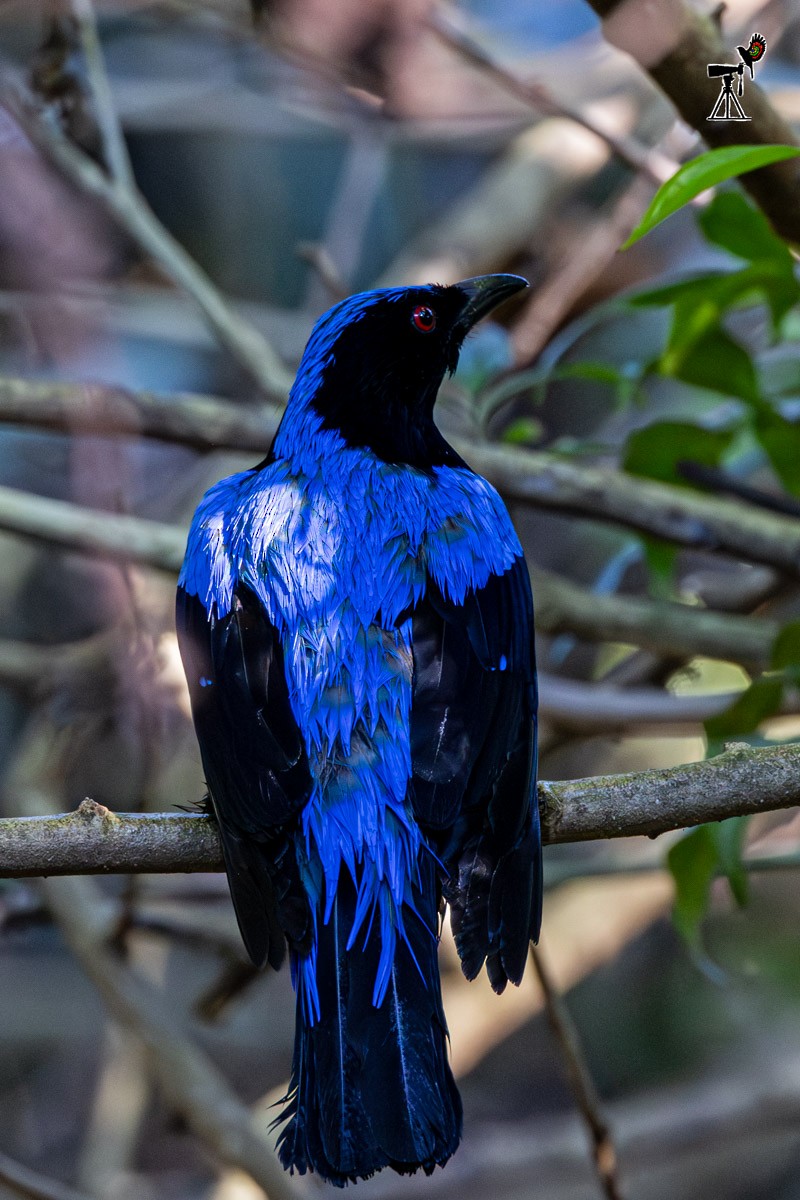 Asian Fairy-bluebird - ML647817333