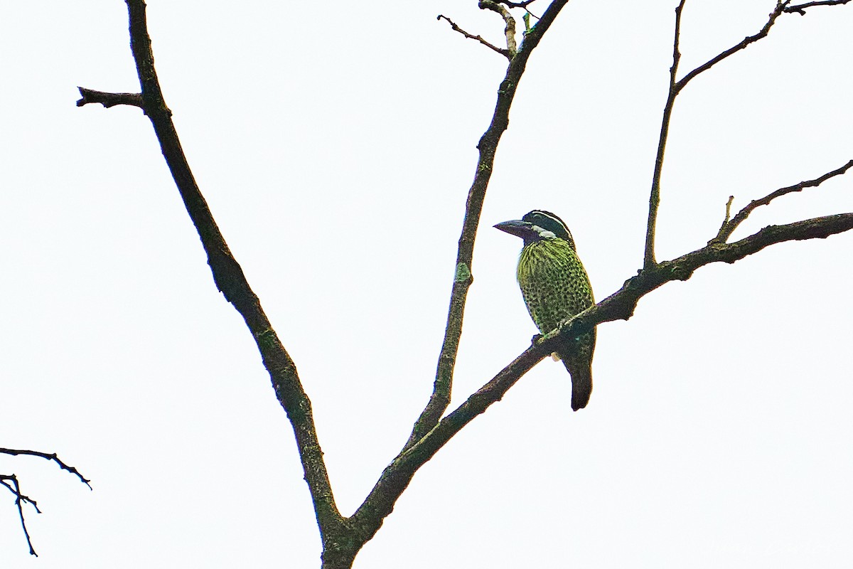 Hairy-breasted Barbet - ML647817334