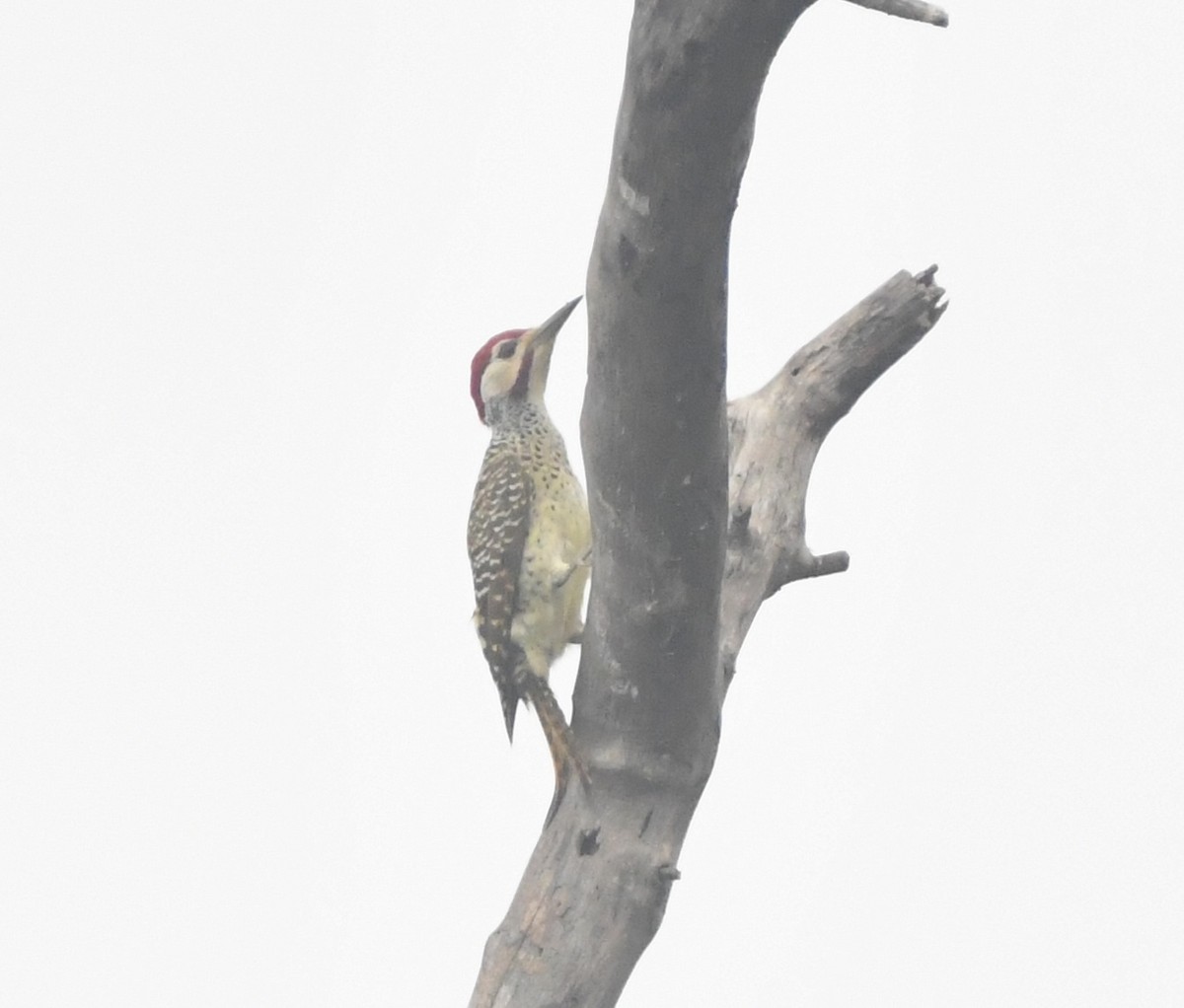 Speckle-throated Woodpecker - ML647817335
