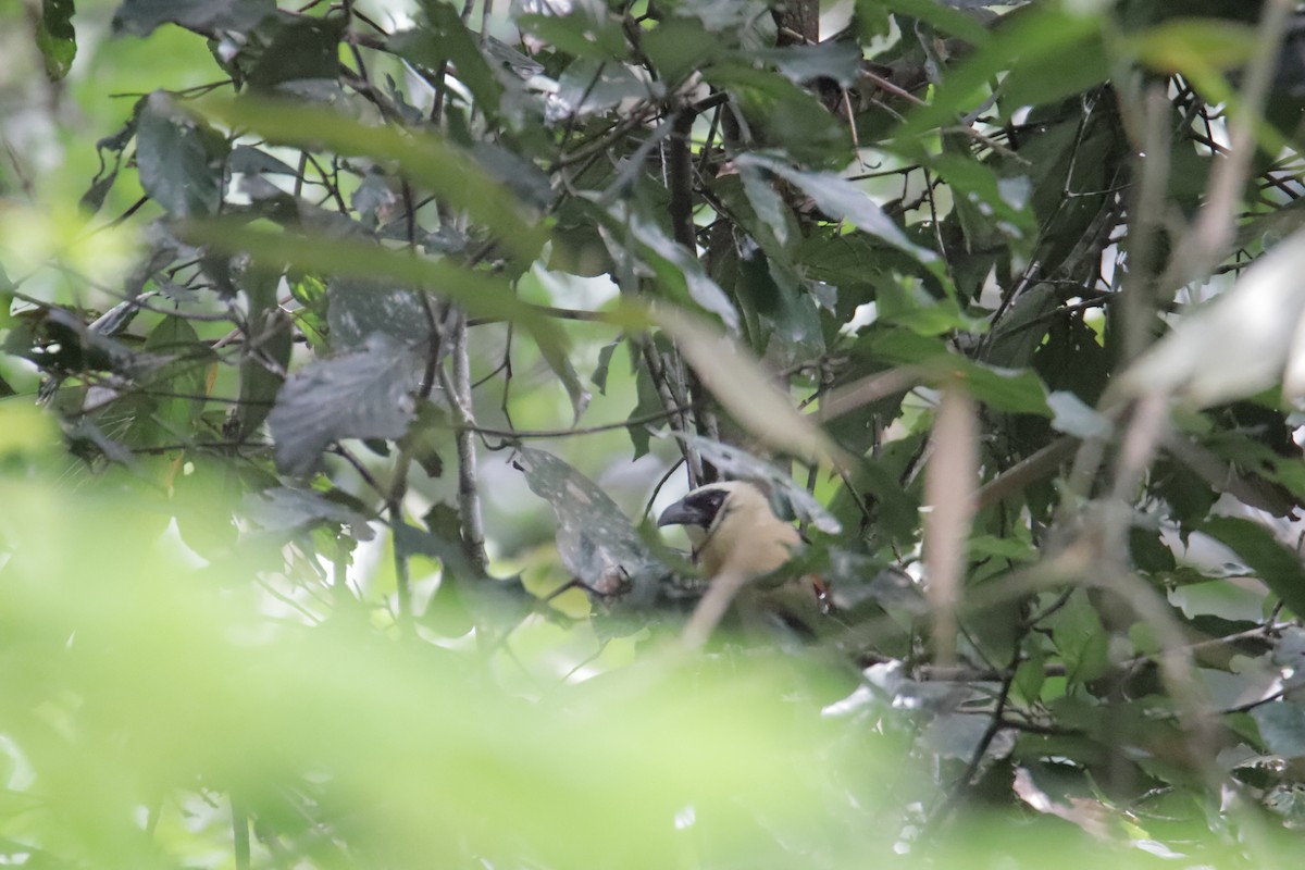 Коукал мінданайський - ML647817336