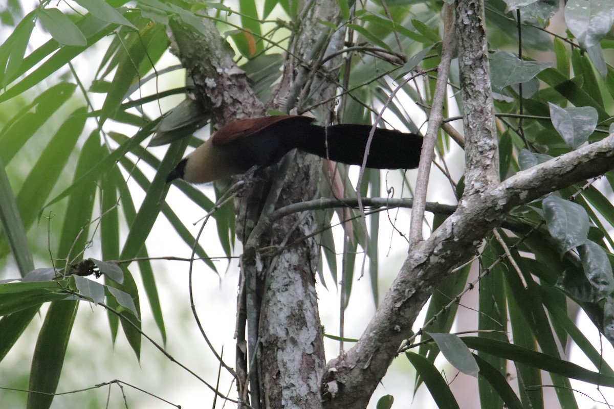 カオグロバンケン - ML647817339