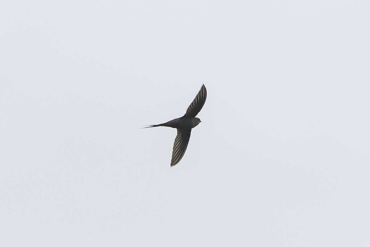 African Palm Swift - ML647817341