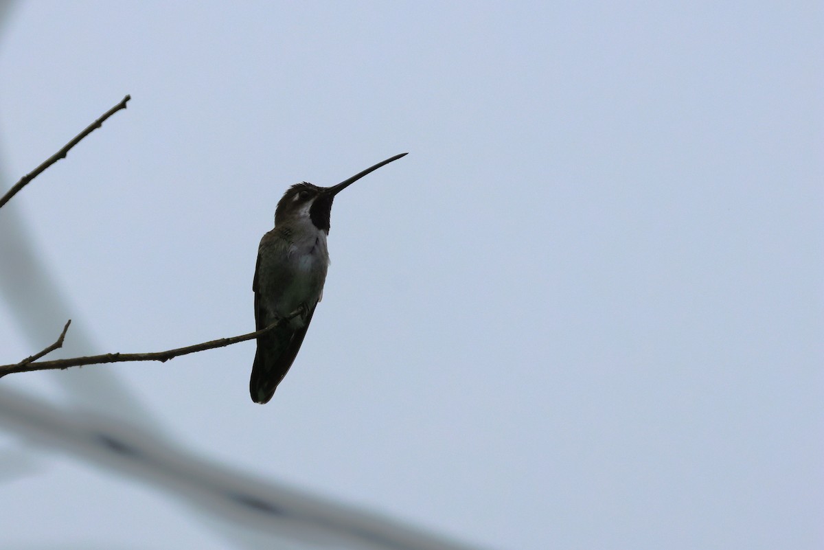 Long-billed Starthroat - ML647817342