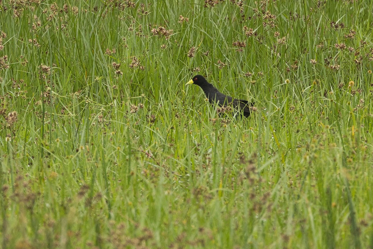 Black Crake - ML647817343