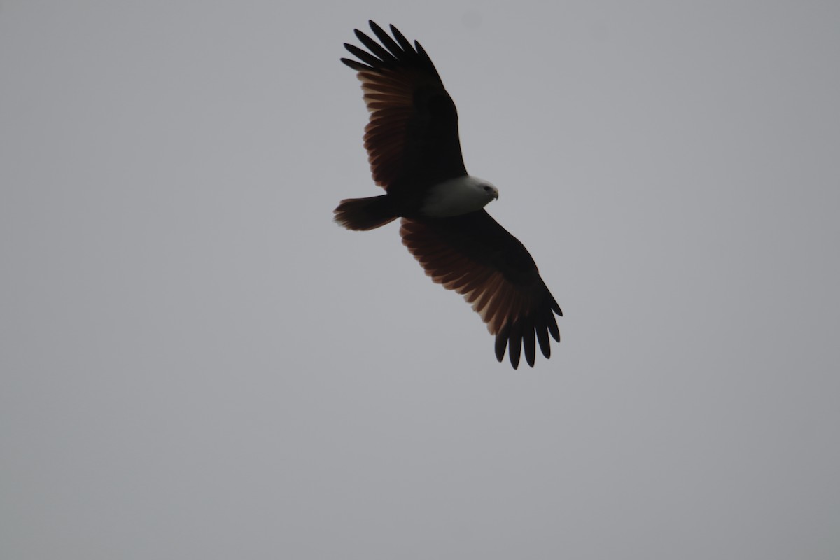 Brahminy Kite - ML647817345