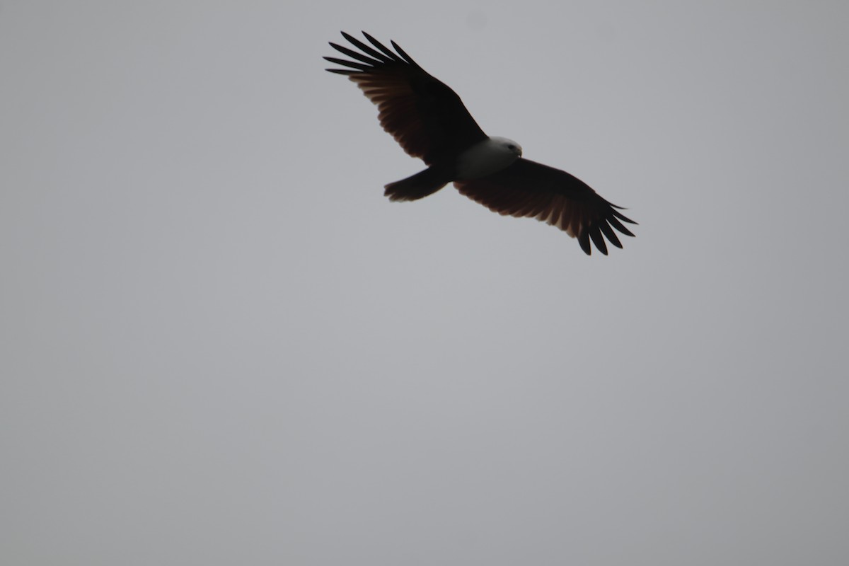 栗鳶 - ML647817346