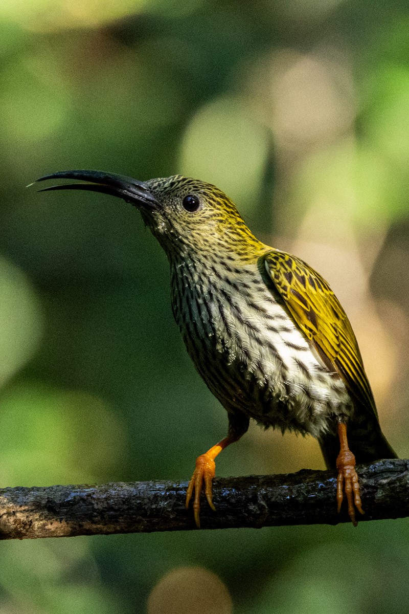 Streaked Spiderhunter - ML647817347