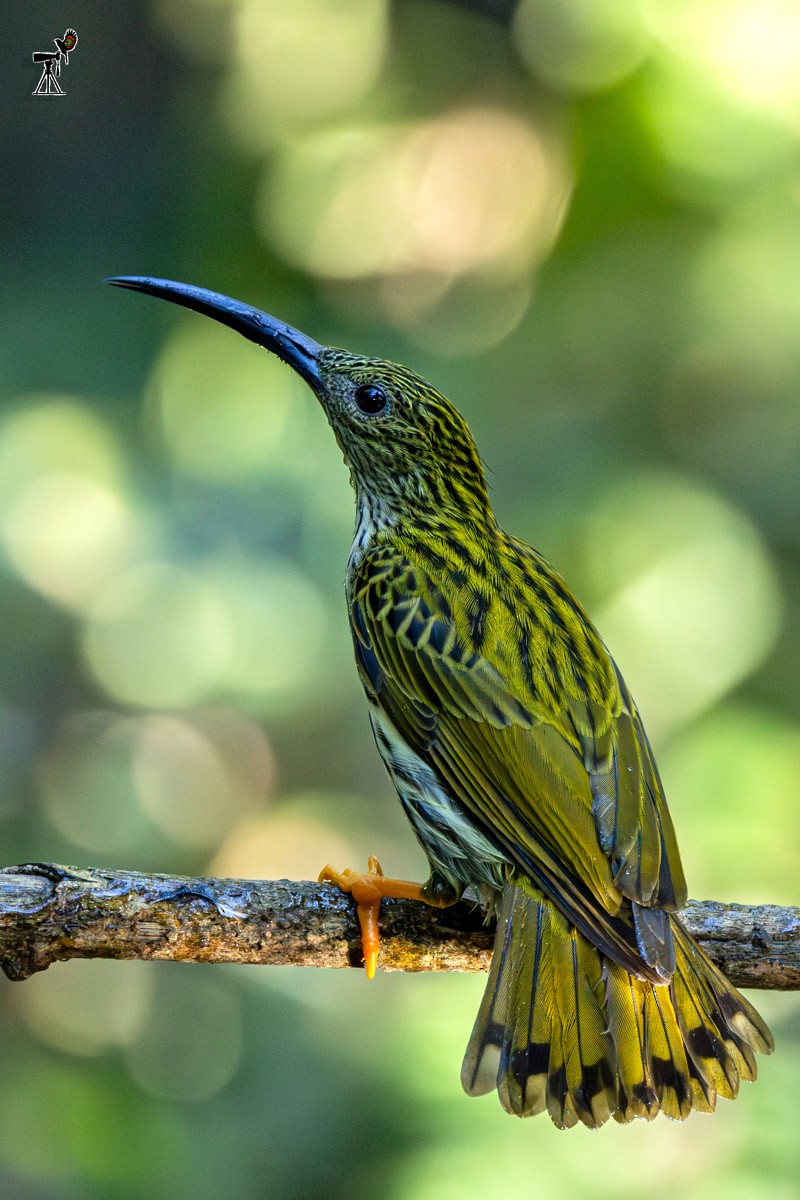 Streaked Spiderhunter - ML647817348