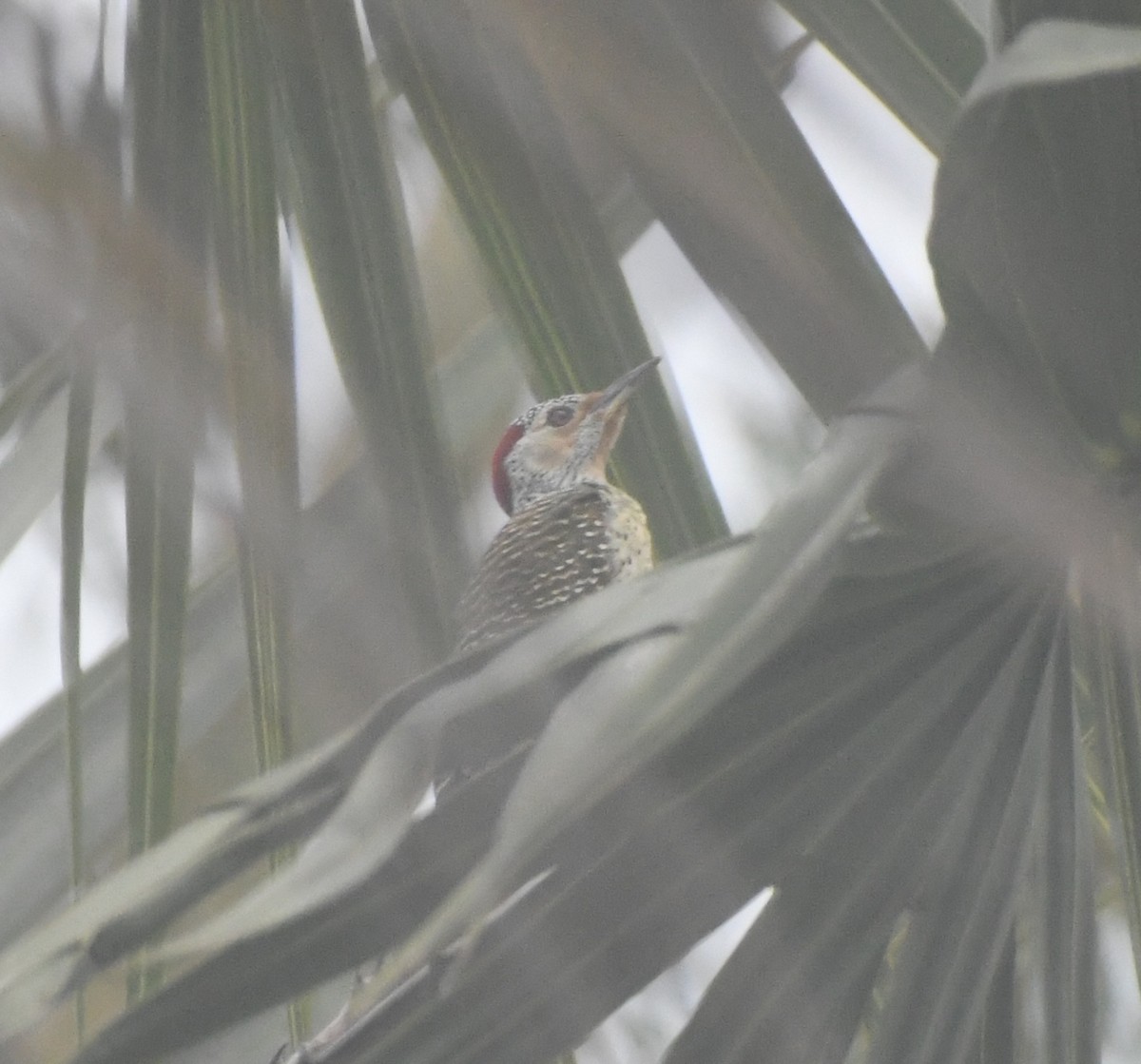 Speckle-throated Woodpecker - ML647817349