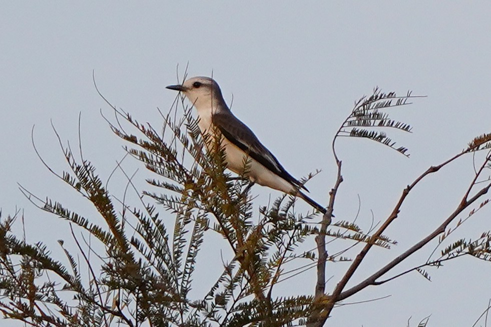 White-rumped Monjita - ML647817351