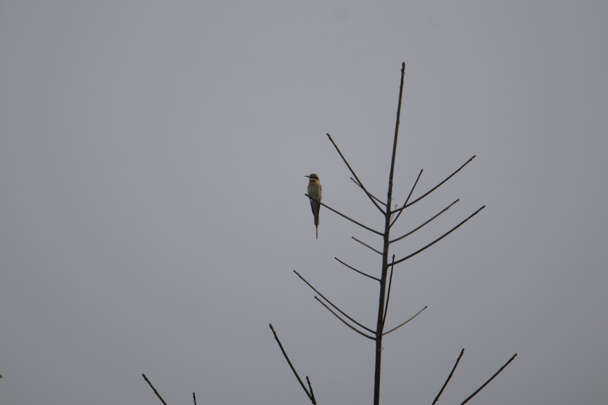 栗喉蜂虎 - ML647817352