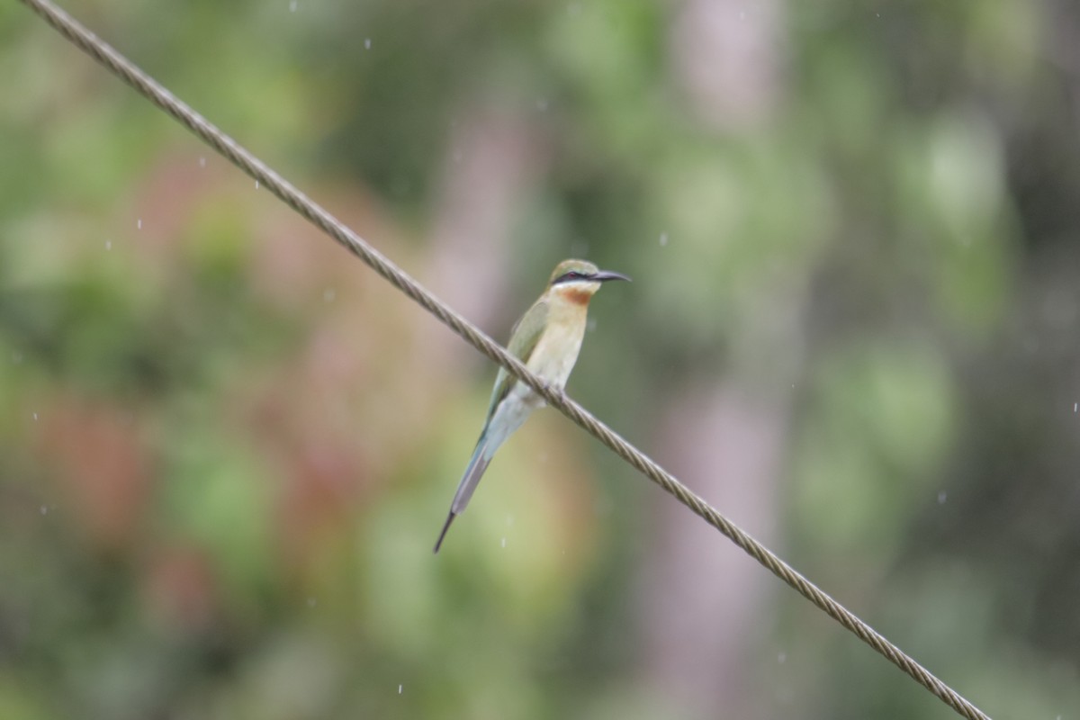 栗喉蜂虎 - ML647817355