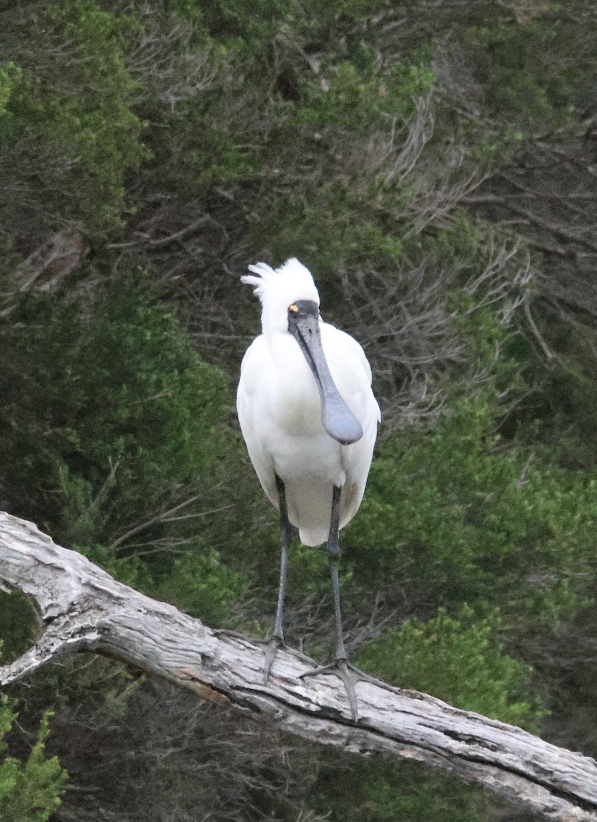 Royal Spoonbill - ML647817356