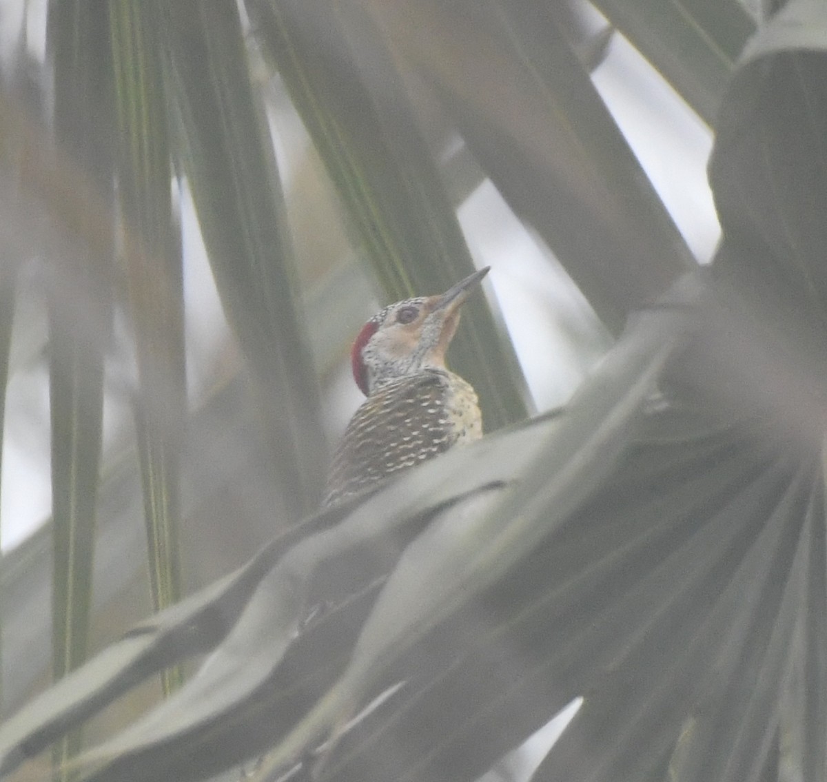 Speckle-throated Woodpecker - ML647817357