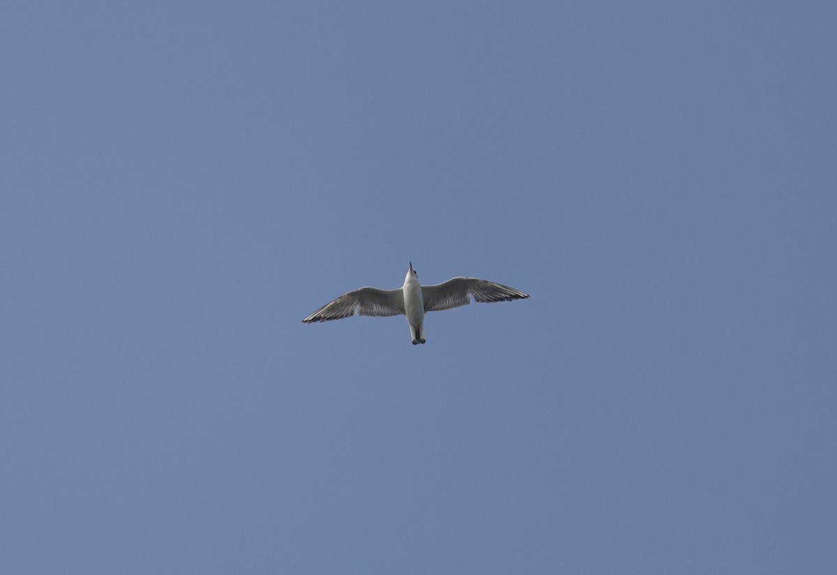 Slender-billed Gull - ML647817358