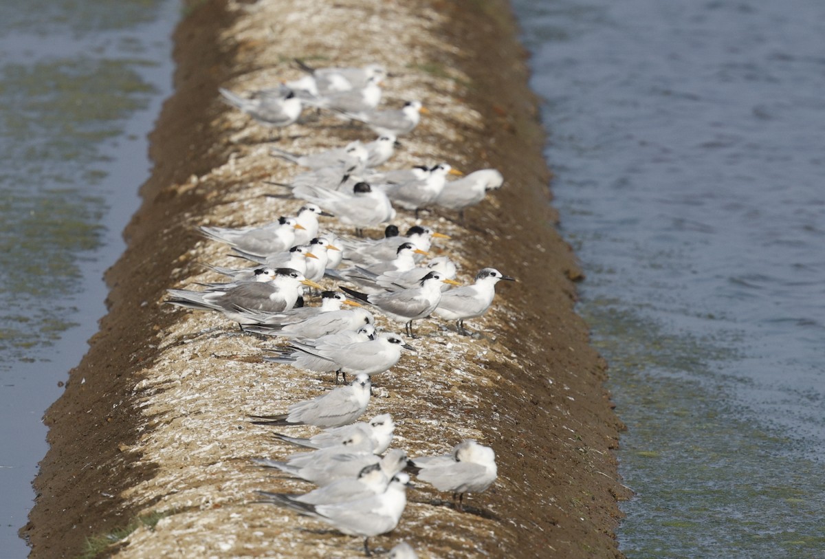 Sandwich Tern - ML647817359
