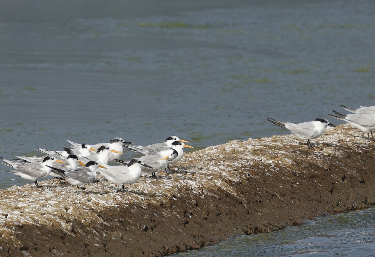 Sandwich Tern - ML647817360