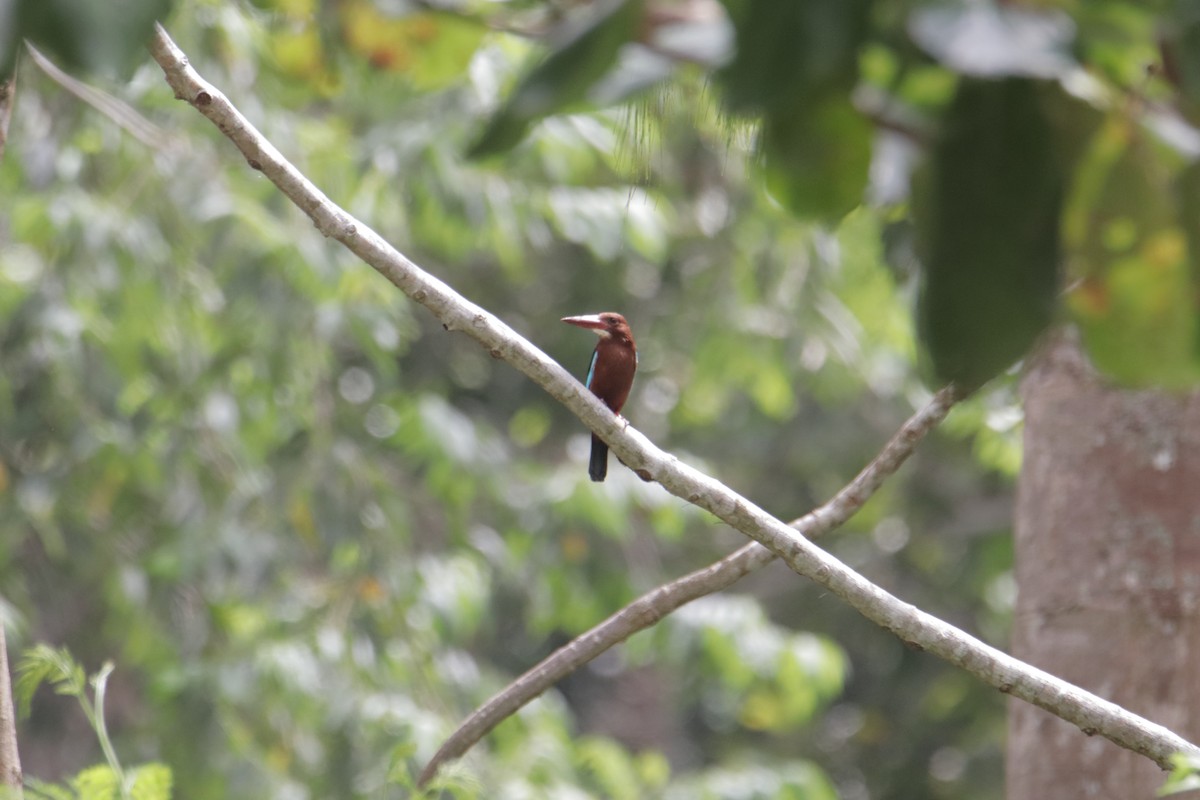 Brown-breasted Kingfisher - ML647817363