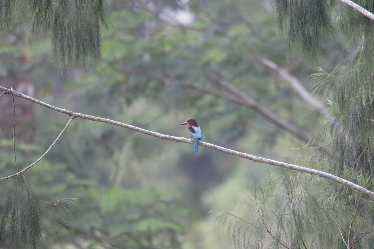 Brown-breasted Kingfisher - ML647817365