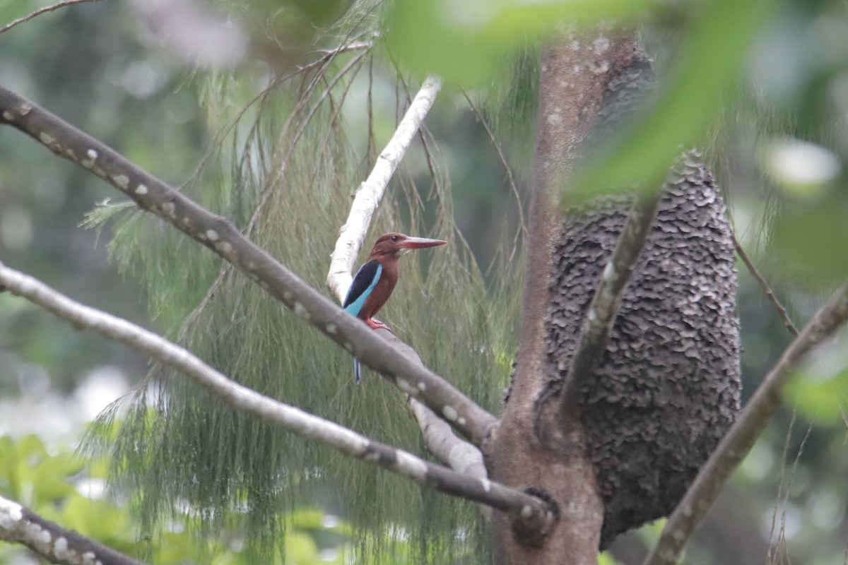 Brown-breasted Kingfisher - ML647817368