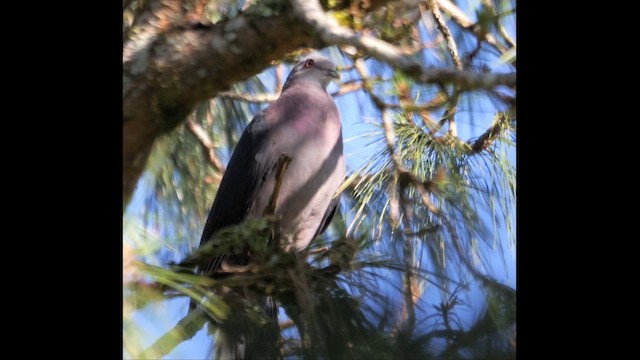 Sri Lanka Wood-Pigeon - ML647817369