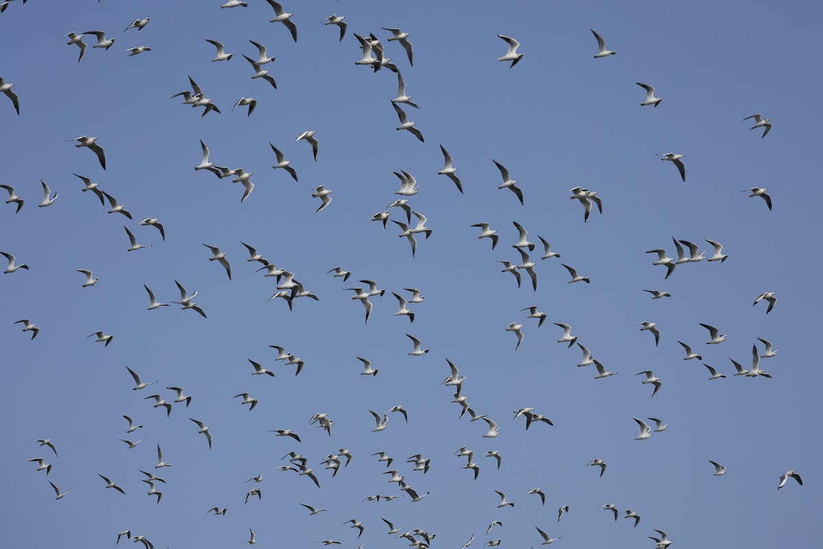 Brown-headed Gull - ML647817374