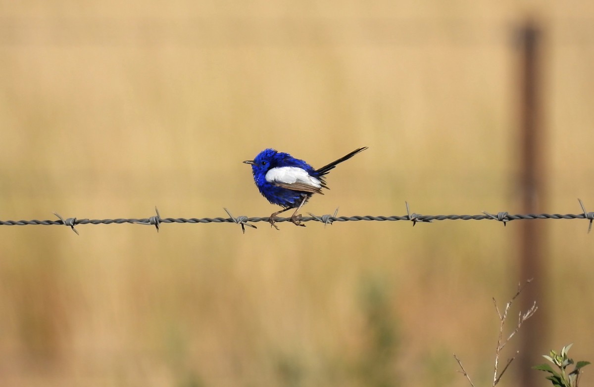 White-winged Fairywren - ML647817375