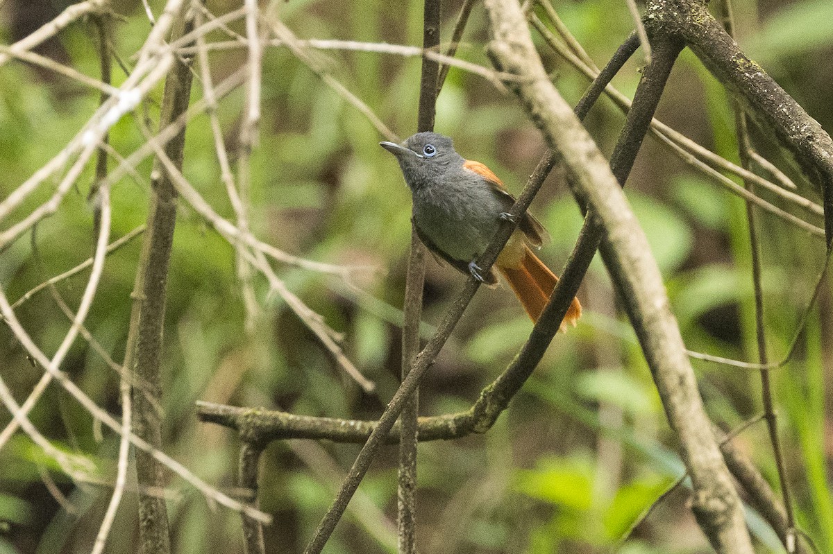 African Paradise-Flycatcher - ML647817376