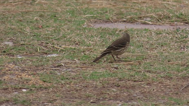 linduška japonská - ML647817377