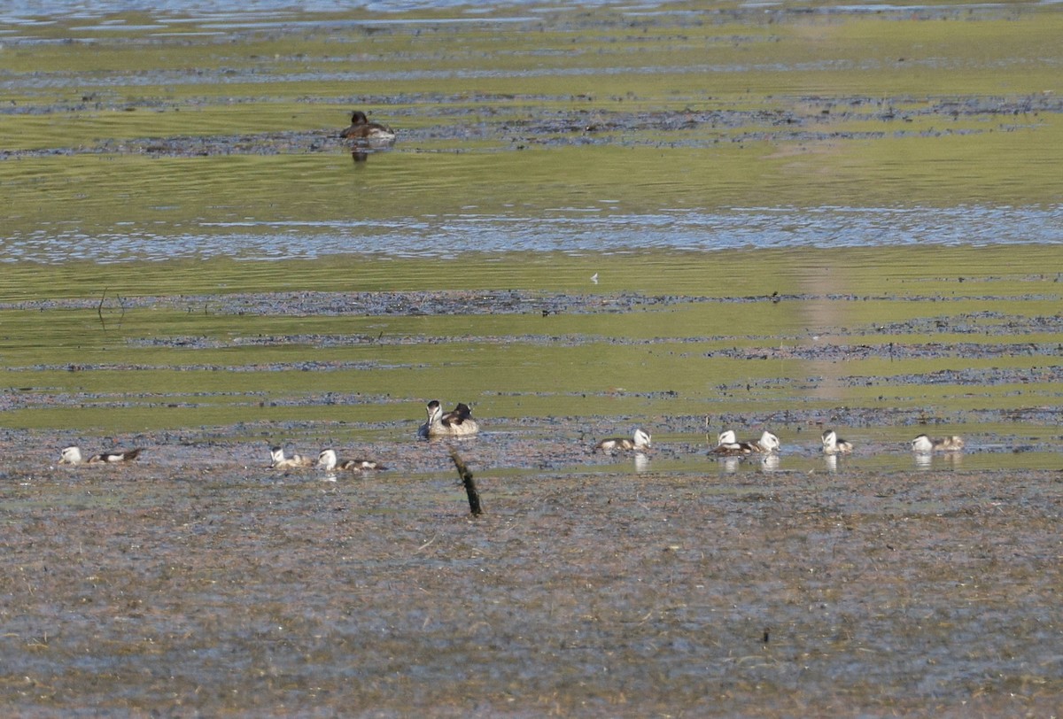 棉鴨 - ML647817381