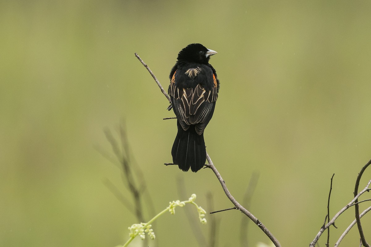 Fan-tailed Widowbird - ML647817389