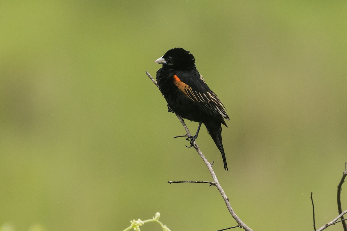 Fan-tailed Widowbird - ML647817391