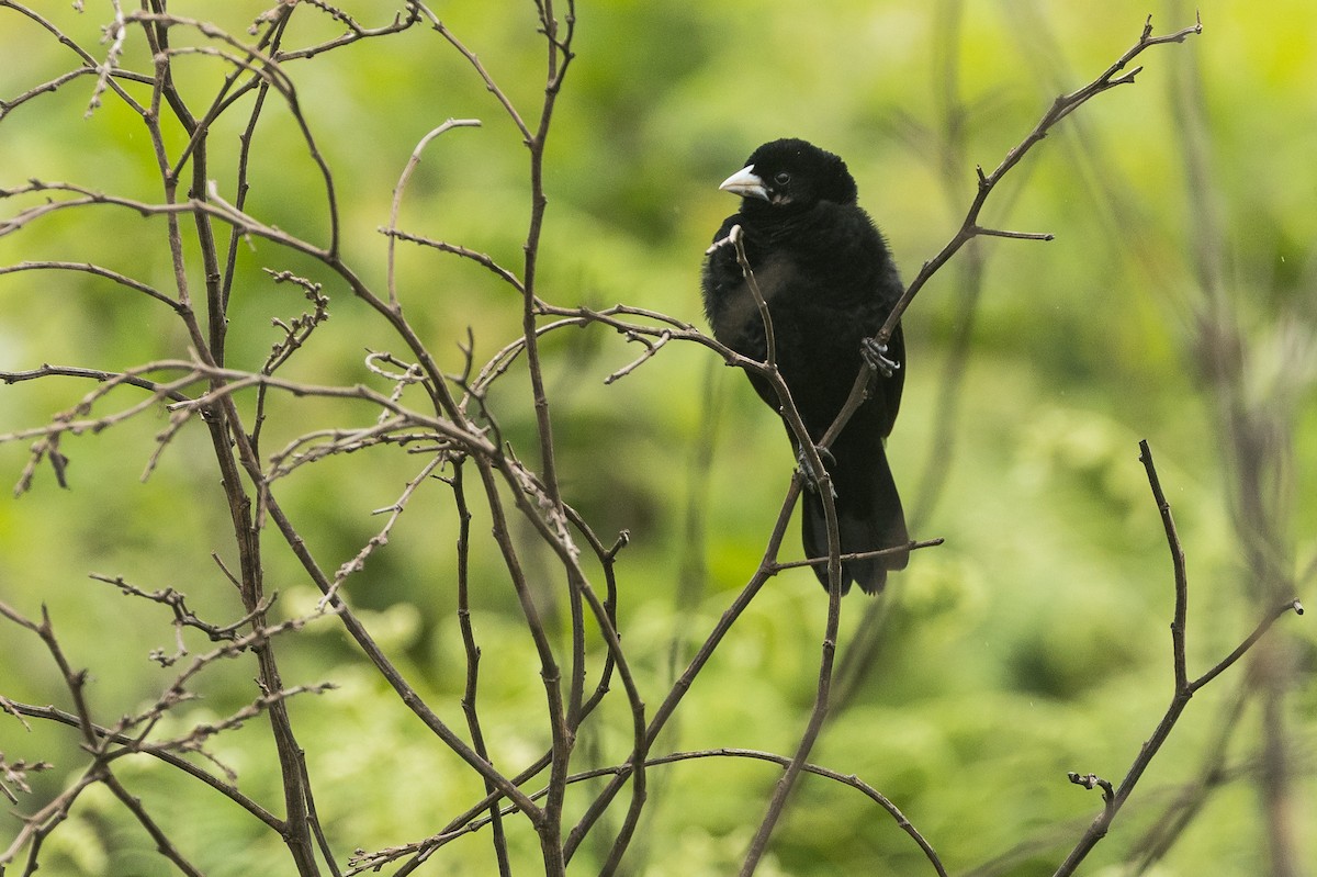 Fan-tailed Widowbird - ML647817392