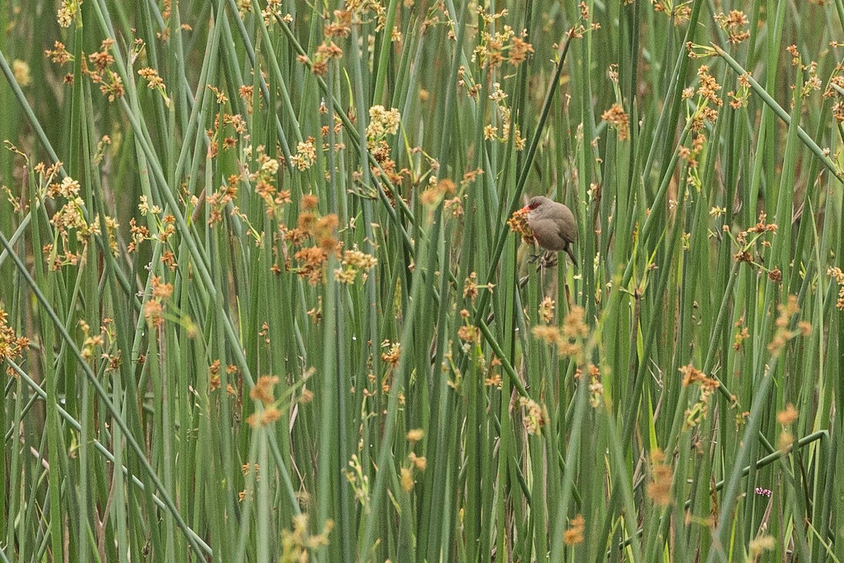 橫斑梅花雀 - ML647817395