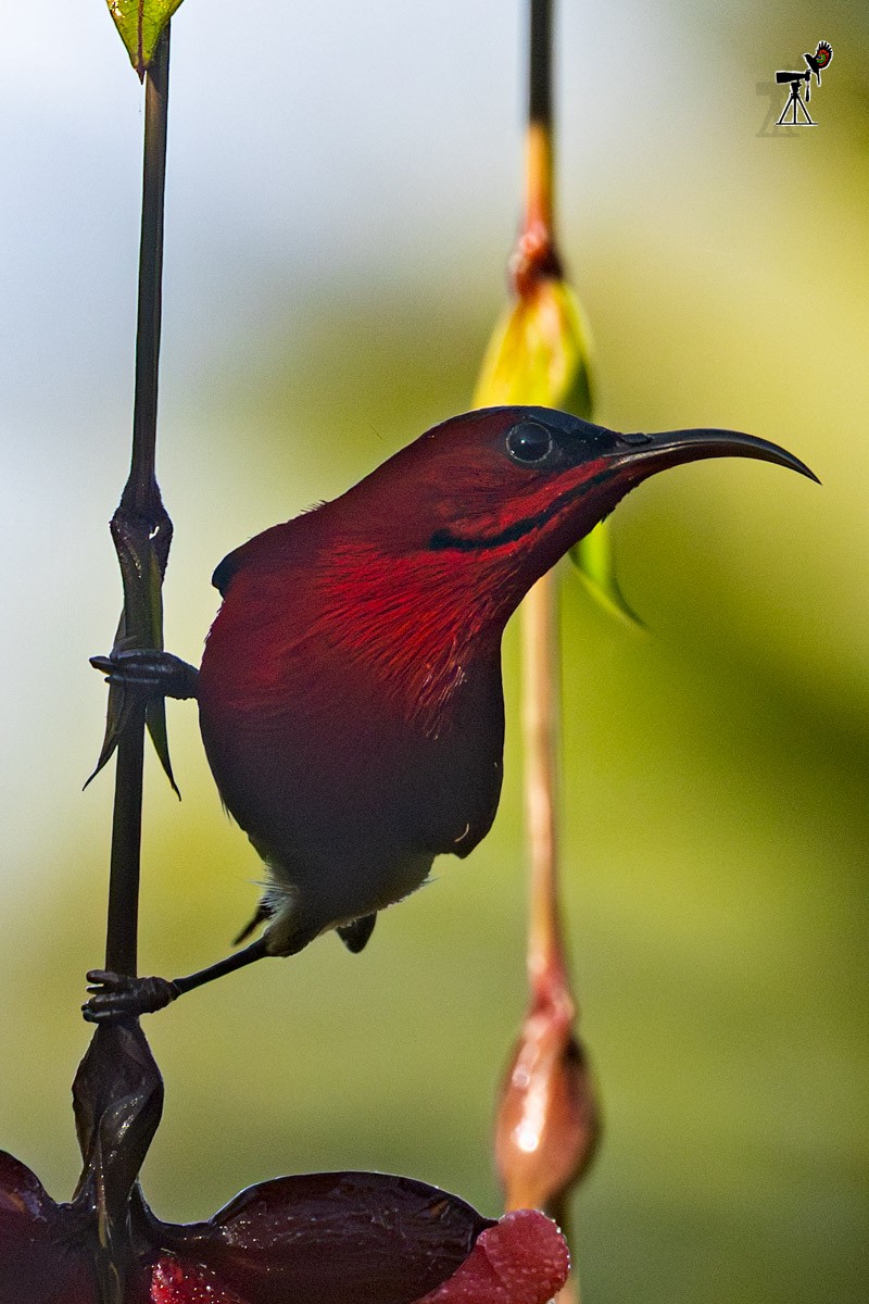 Crimson Sunbird - ML647817396