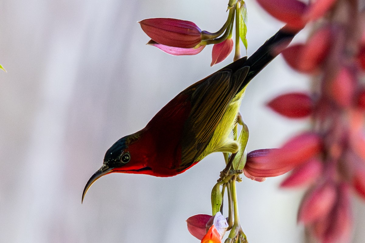 Crimson Sunbird - ML647817397