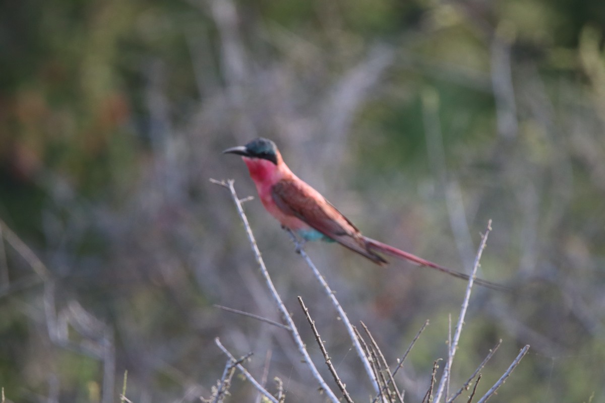Southern Carmine Bee-eater - ML647817398