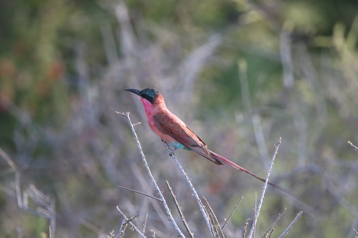 Southern Carmine Bee-eater - ML647817399